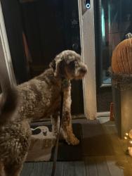 Found/Stray Male Dog last seen E University Ave, Waxahachie, TX 75165