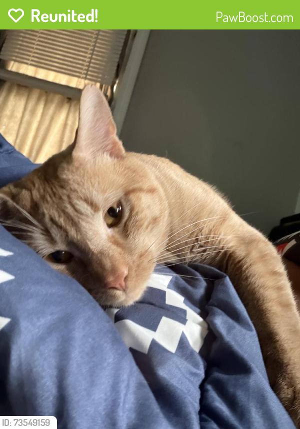 Reunited Male Cat last seen Davis St, Danbury, CT 06810, USA, Danbury, CT 06810