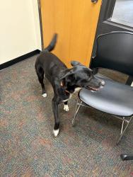 Reunited Unknown Dog last seen Bordeaux library, Fayetteville, NC 28304