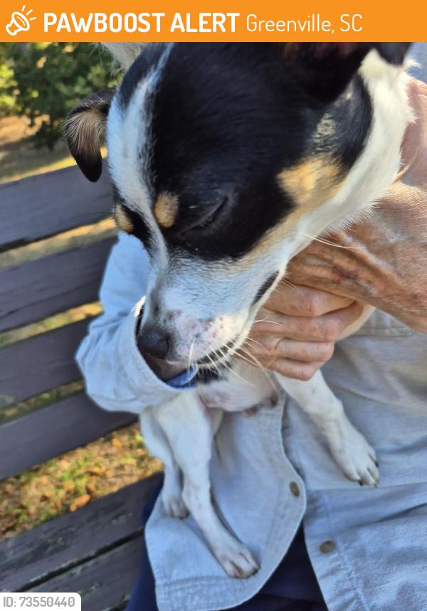 Found/Stray Male Dog last seen Cleveland Park, Greenville, SC 29601
