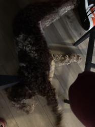 Found/Stray Male Dog last seen Fort Davis Pl, SE, Washington, DC 20020