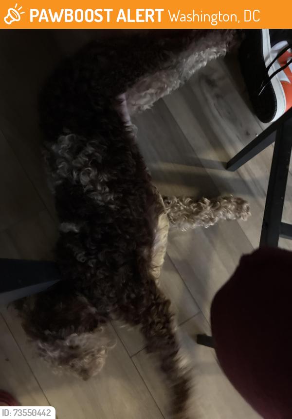 Found/Stray Male Dog last seen Fort Davis Pl, SE, Washington, DC 20020