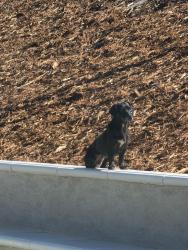 Found/Stray Female Dog last seen Fiesta Park, Volante Dr, Country Club ests, Fontana, CA 92337