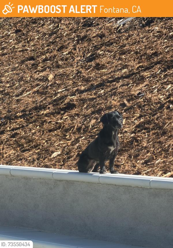 Found/Stray Female Dog last seen Fiesta Park, Volante Dr, Country Club ests, Fontana, CA 92337