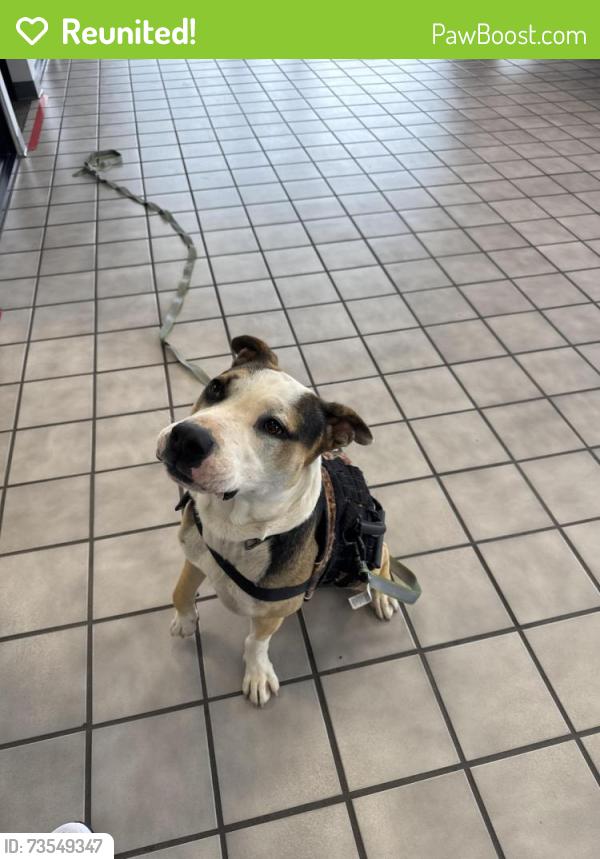 Reunited Male Dog last seen Auto star, Hendersonville, NC 28792