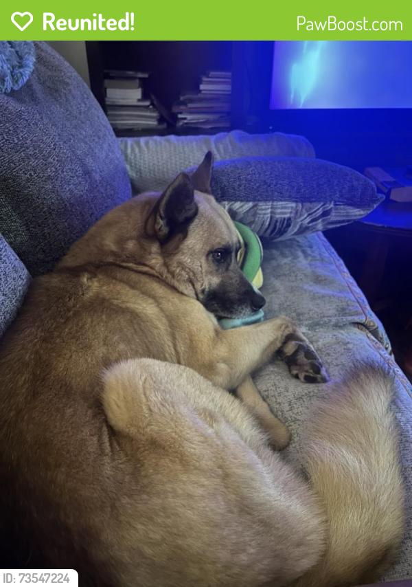 Reunited Male Dog last seen Victory dr & antoine, Houston, TX 77088