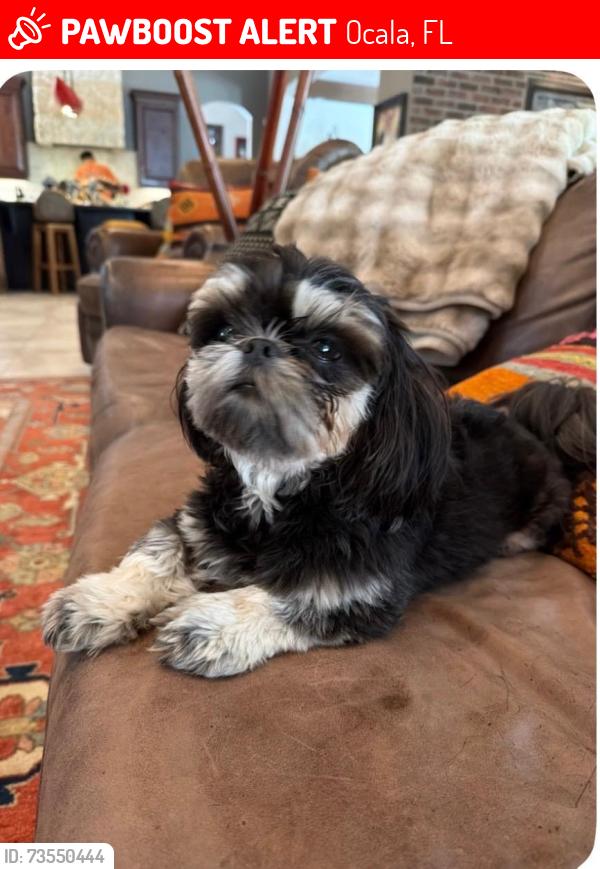 Lost Male Dog last seen SW 27th Ave & SW 34th St, Ocala, FL 34471