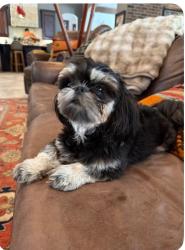 Lost Male Dog last seen SW 27th Ave & SW 34th St, Ocala, FL 34471