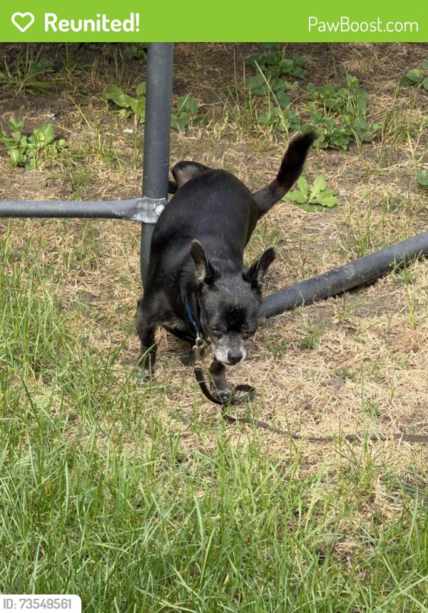Reunited Male Dog last seen Home Cut Donuts, Joliet, IL 60435