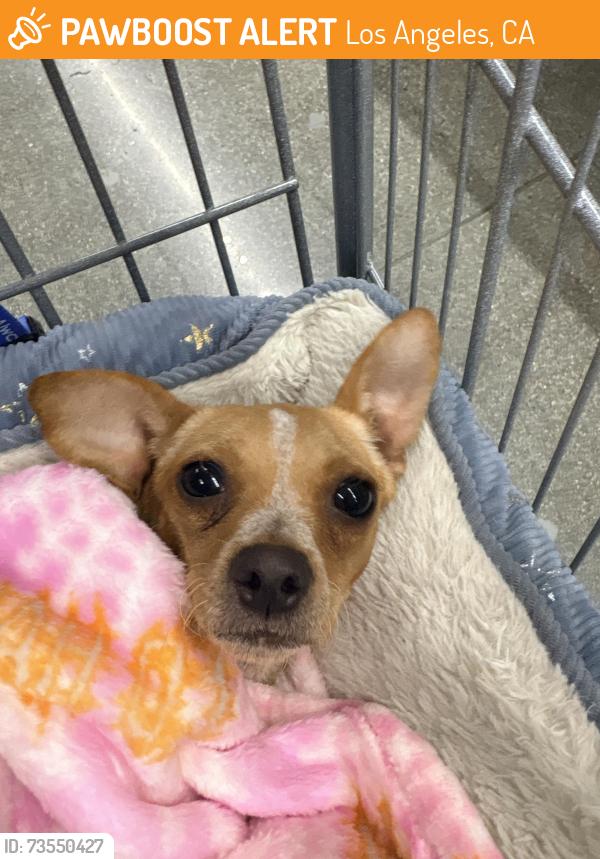Found/Stray Female Dog last seen Before Polk st in residential area, Los Angeles, CA 91342