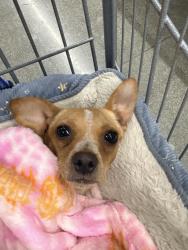 Found/Stray Female Dog last seen Before Polk st in residential area, Los Angeles, CA 91342