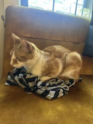 Reunited Unknown Cat last seen maria hernandez park, Brooklyn, NY 11237