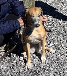 Reunited Female Dog last seen Lewis creek behind casting way, Hendersonville, NC 28792