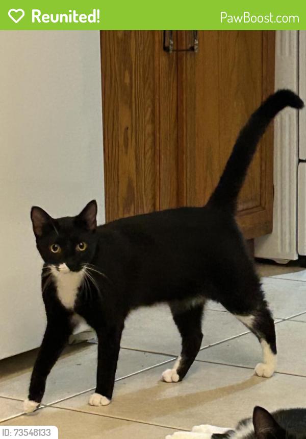 Reunited Female Cat last seen Cinco bayou on cove dr, behind the dollar tree/arbys plaza., Fort Walton Beach, FL 32547