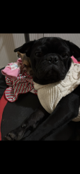 Lost Male Dog last seen Bracken and 15th st, Las Vegas, NV 89104
