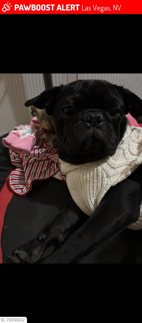 Lost Male Dog last seen Bracken and 15th st, Las Vegas, NV 89104