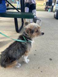 Found/Stray Unknown Dog last seen Near Hall Park, Hope Mills, NC 28348