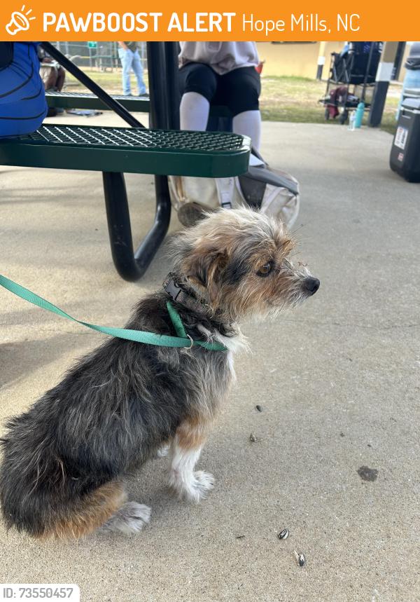 Found/Stray Unknown Dog last seen Near Hall Park, Hope Mills, NC 28348