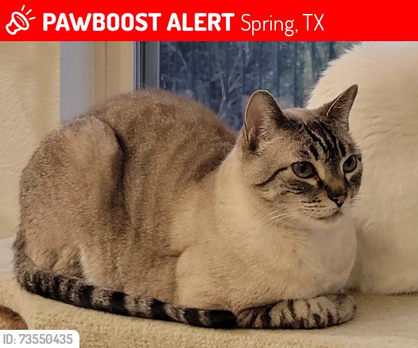 Lost Male Cat last seen Hampton Creek, Spring, TX 77389