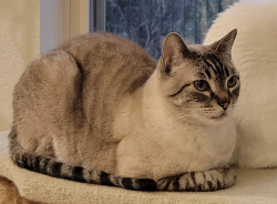 Lost Male Cat last seen Hampton Creek, Spring, TX 77389