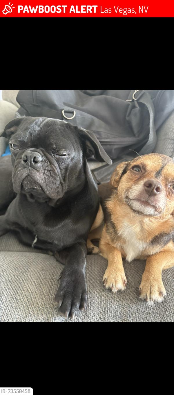 Lost Female Dog last seen Bracken and 15th st, Las Vegas, NV 89104