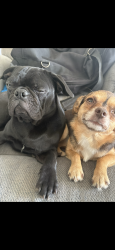 Lost Female Dog last seen Bracken and 15th st, Las Vegas, NV 89104