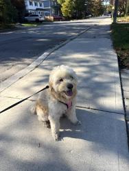 Reunited Unknown Dog last seen Lakeshore and cawthra, Mississauga, ON L5G 3W2