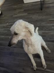 Lost Male Dog last seen Near HOUSLEY DR DALLAS tx 75228, Dallas, TX 75228