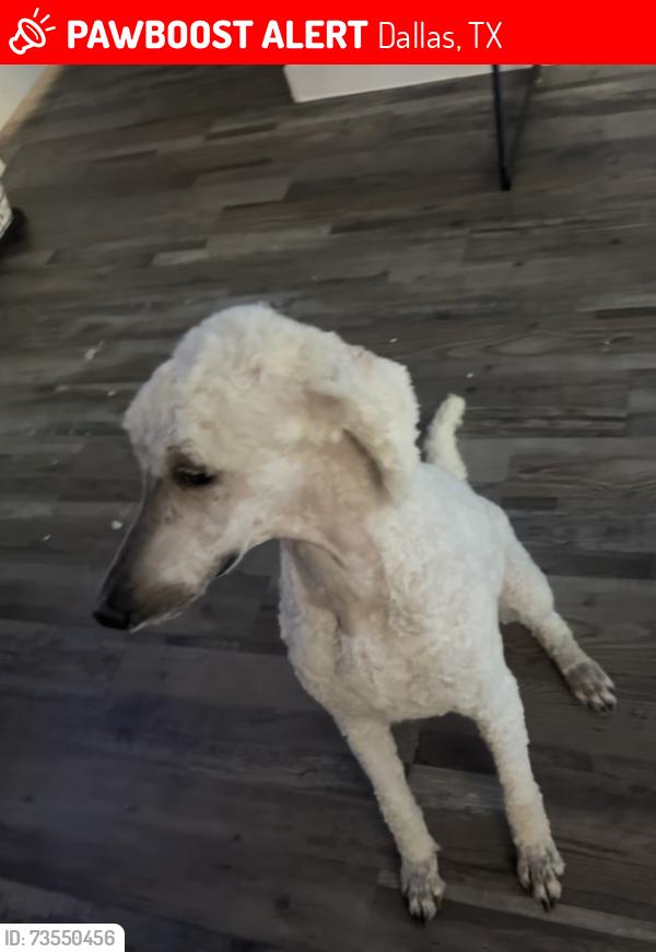 Lost Male Dog last seen Near HOUSLEY DR DALLAS tx 75228, Dallas, TX 75228