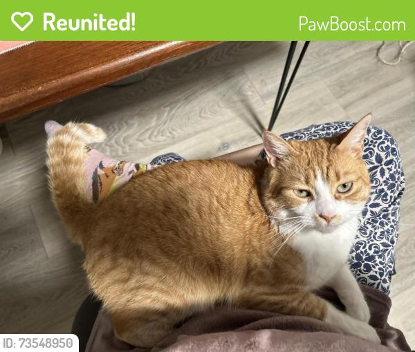 Reunited Male Cat last seen 19th AVE NE & 190th Pl, Lake Forest Park, WA 98155