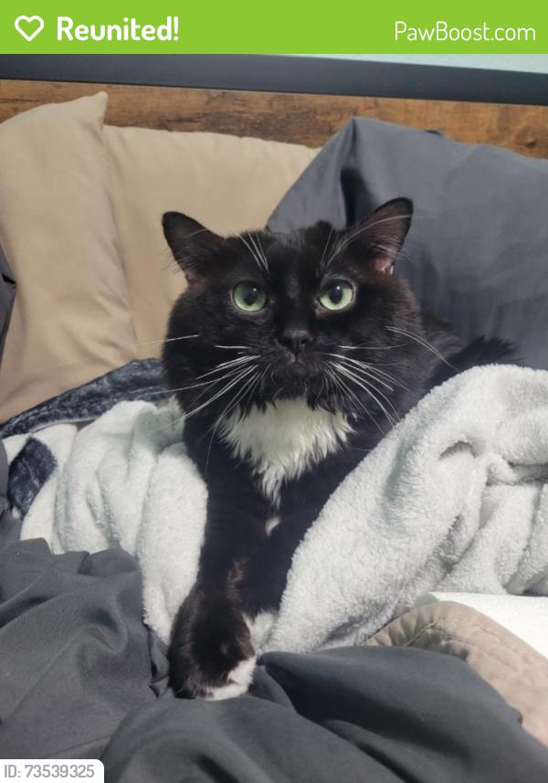 Reunited Male Cat last seen Johnson Ranch Blvd and Desert Willow Blvd, San Tan Valley, AZ 85143
