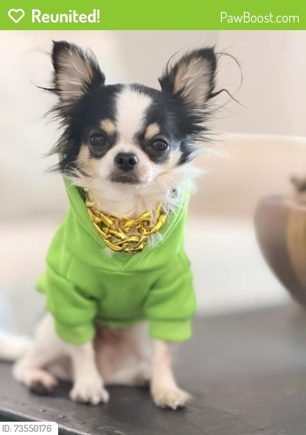 Reunited Male Dog last seen Settlers rd, Murfreesboro, TN 37129