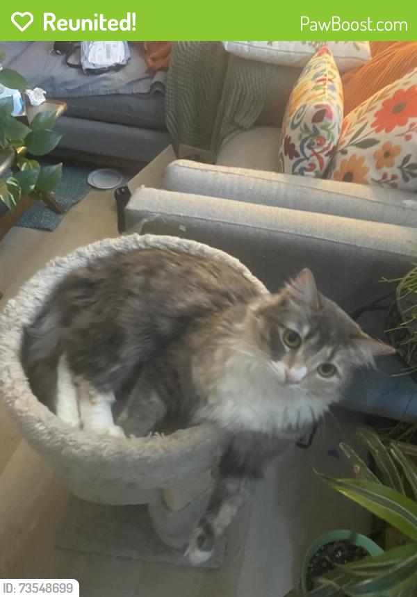 Reunited Female Cat last seen Near E 400 S, Salt Lake City, UT 84101, USA, Salt Lake City, UT 84101