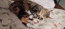 Reunited Female Cat last seen Conservatory and Dolan Mill, Downingtown, PA 19335