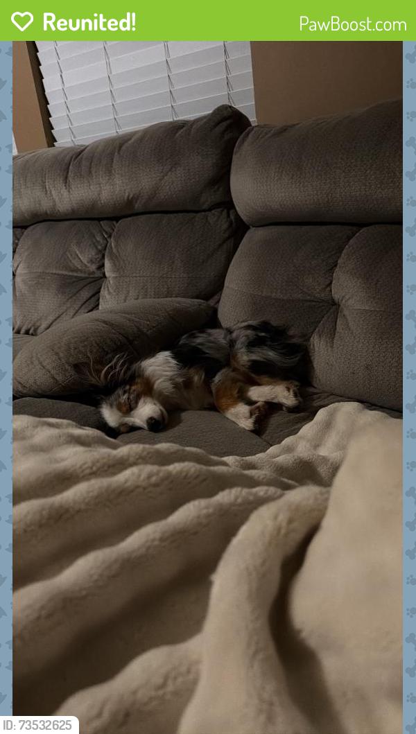 Reunited Male Dog last seen Candy Lilly lane and cedar bay circle, Paulding County, GA 30157