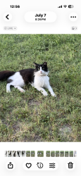 Reunited Female Cat last seen Buddy Owens & Taylor Rd, Mission, TX 78501
