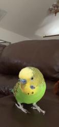 Lost Male Bird last seen Warm springs and Decatur, Enterprise, NV 89139