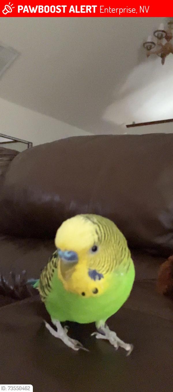 Lost Male Bird last seen Warm springs and Decatur, Enterprise, NV 89139