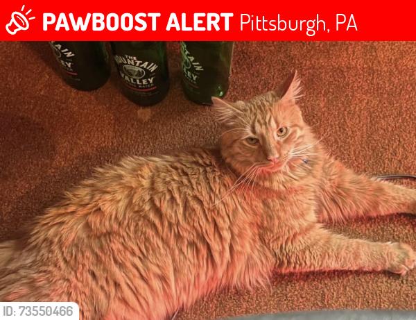 Lost Male Cat last seen Parkview apartments, Pittsburgh, PA 15213