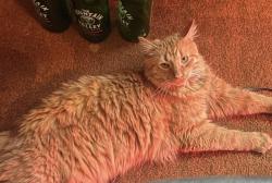 Lost Male Cat last seen Parkview apartments, Pittsburgh, PA 15213