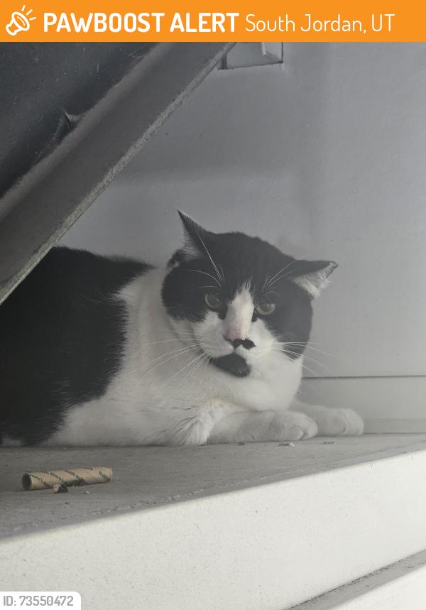Found/Stray Unknown Cat last seen On the stairs of bldg H san tropez apt, South Jordan, UT 84095