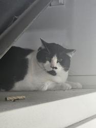 Found/Stray Unknown Cat last seen On the stairs of bldg H san tropez apt, South Jordan, UT 84095