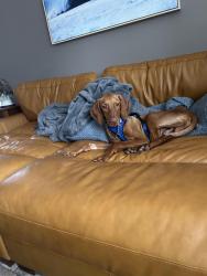 Lost Male Dog last seen Avenida de los Flores and arboles, Thousand Oaks, CA 91360