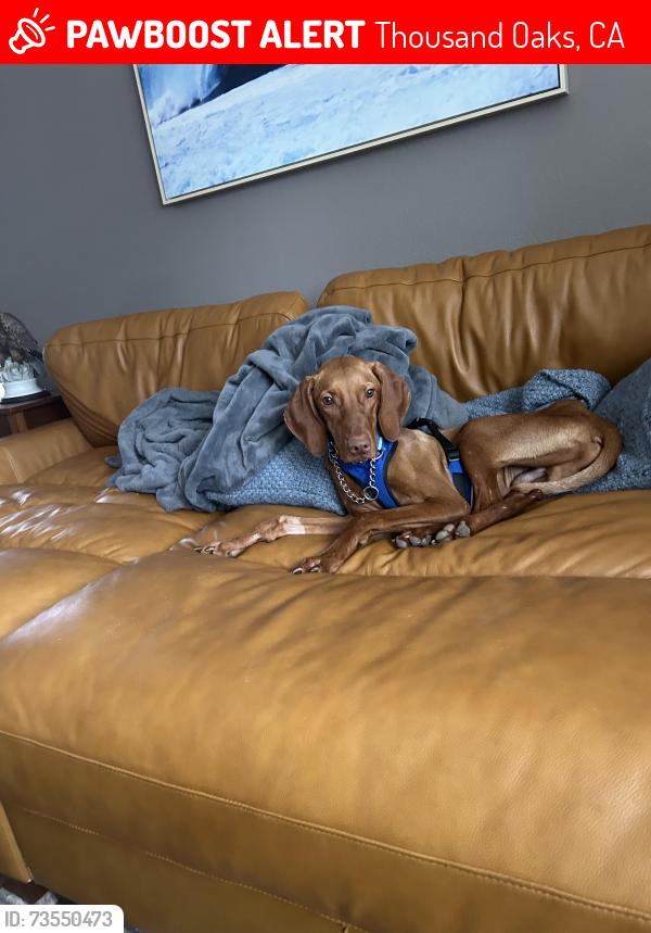 Lost Male Dog last seen Avenida de los Flores and arboles, Thousand Oaks, CA 91360