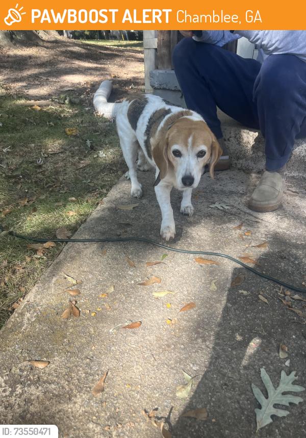 Found/Stray Female Dog last seen Near Hildon Rd, Chamblee, GA 30341
