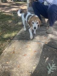 Found/Stray Female Dog last seen Near Hildon Rd, Chamblee, GA 30341