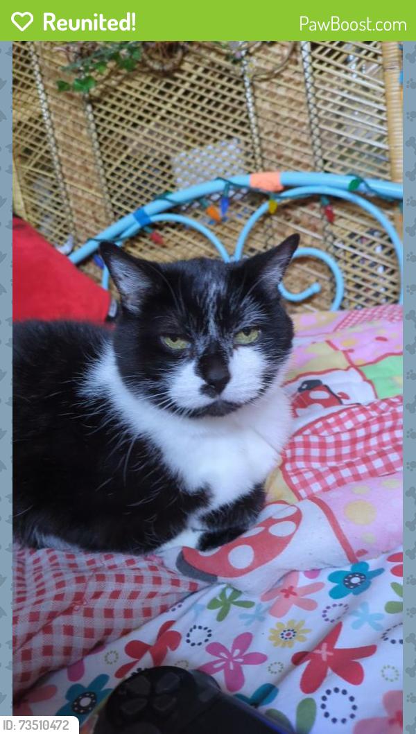 Reunited Female Cat last seen Near north, North Ogden, UT 84414