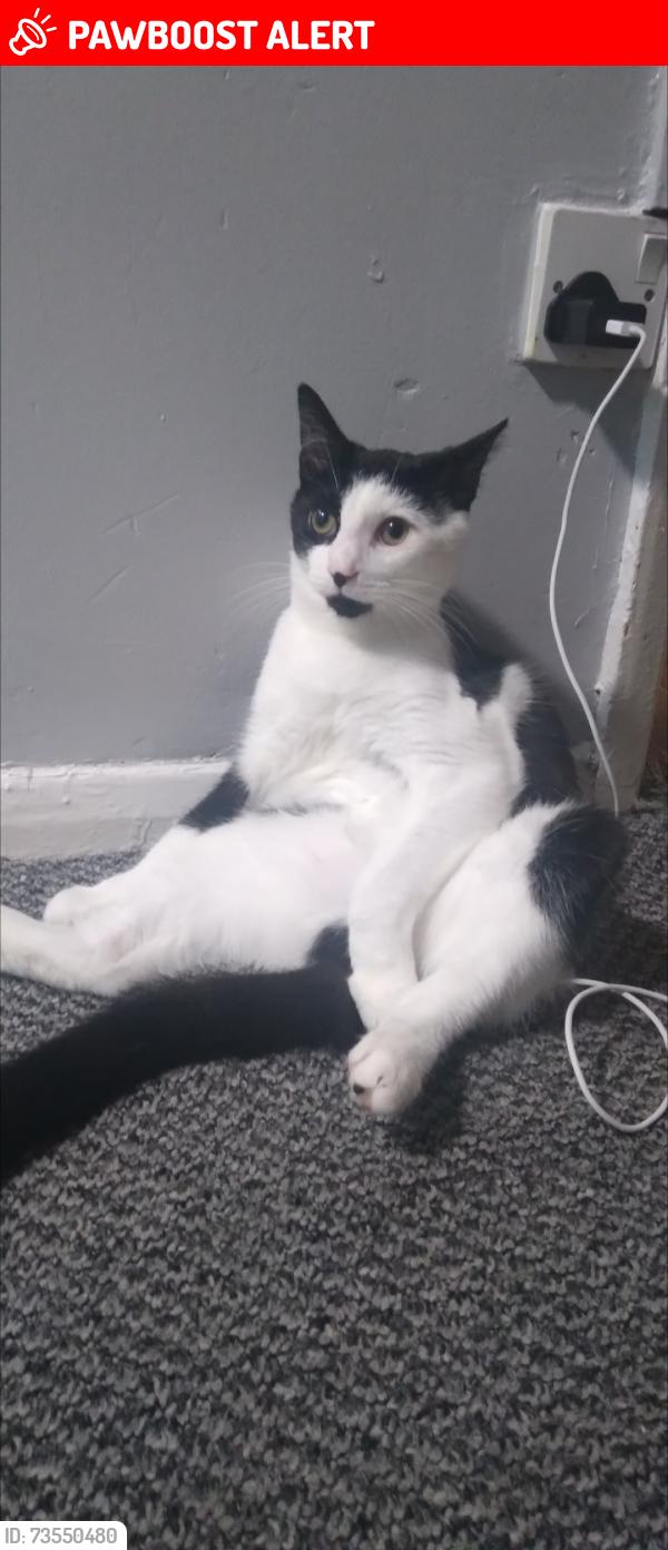 Lost Male Cat last seen Four acre drive, Litherland, England L21 0EN