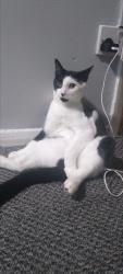 Lost Male Cat last seen Four acre drive, Litherland, England L21 0EN