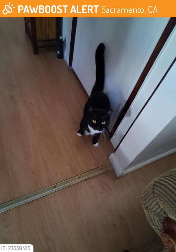 Found/Stray Unknown Cat last seen Folsom BLVD & Bradshaw, Sacramento, CA 95814